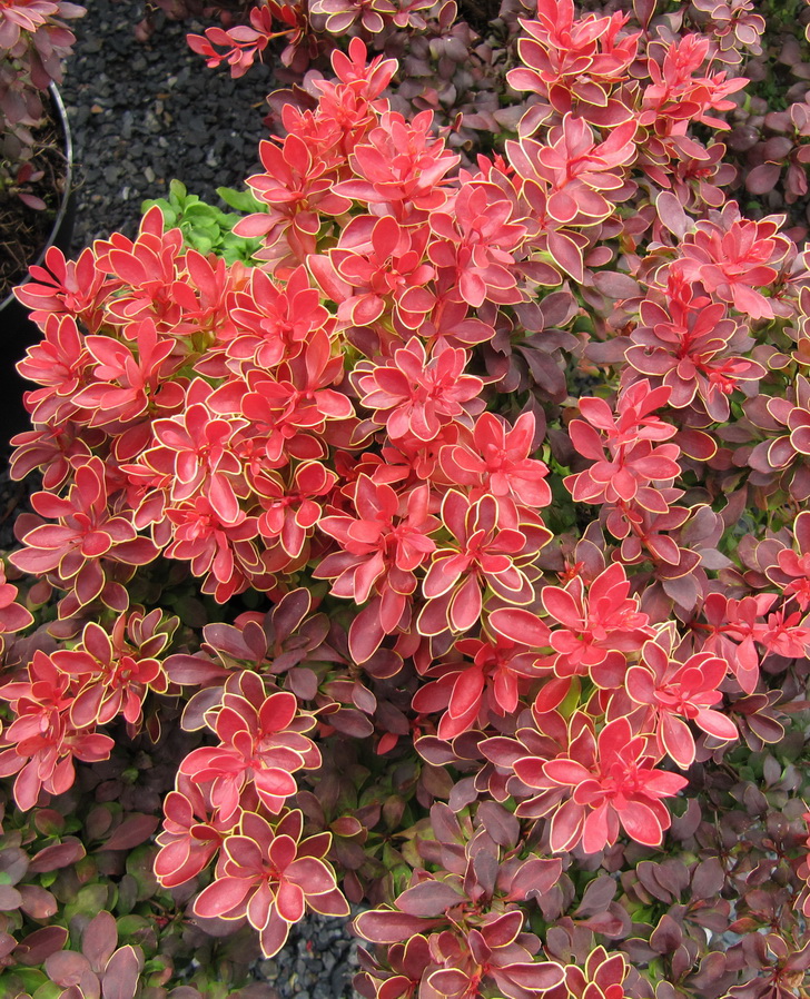 Барбарис Тунберга `Адмирейшн`, Berberis thunbergii `Admiration ...
